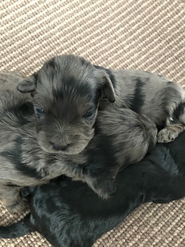 gumtree cavapoo puppies